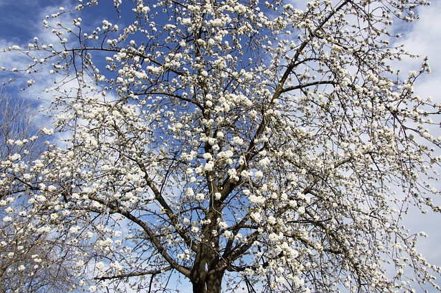 Cherry Tree